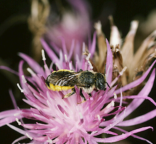 Weltbienentag am 20. Mai – Wildbienenfreundliche Projekte gesucht