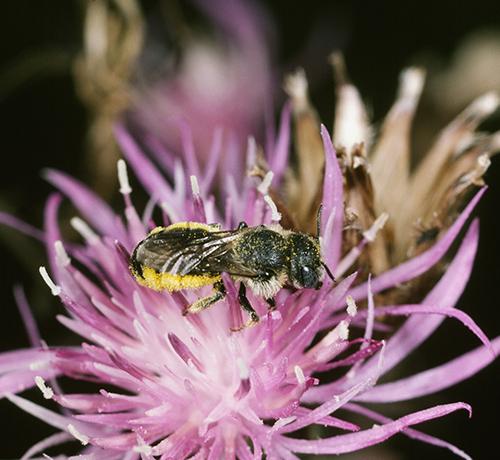 Wettbewerb „Bienenfreundliche Kommune“ – Stadt Puchheim erzielt zweiten Platz