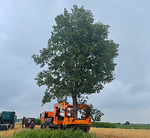 Baumschutz in Puchheim-Ort – Großbaumverpflanzung an der Laurenzer Grundschule