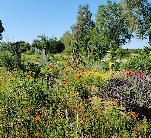 Zwei gelungene Veranstaltungen zum Thema Biodiversität und Artenvielfalt – Saatgutsammeln und Radtour zu den Stationen „Stadtbeete Puchheim“