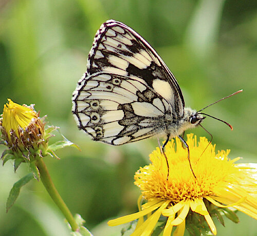 Das Umweltamt informiert – Kostenlose ökologische Gartenberatung