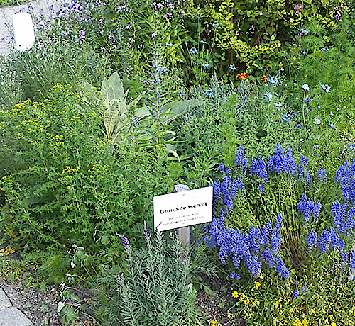 Weitere Verkehrskreisel und Grüninseln bienenfreundlich bepflanzt