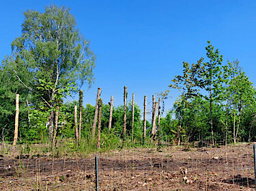 Im Vordergrund die neu gepflanzten kleinen Bäumchen, hinten kahle Stämme, die als Habitatsbäume dienen. Im Vordergrund die neu gepflanzten kleinen Bäumchen, hinten kahle Stämme, die als Habitatsbäume dienen.