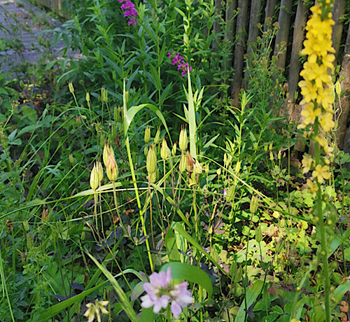 Puchheims grüner Daumen – Stauden für die Grüninseln und Saatgut für den Garten 