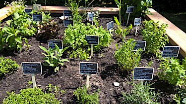 Hochbeet mit verschiedenen Kräutern Hochbeet mit verschiedenen Kräutern