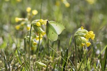 Schmetterling auf einer Magerwiese