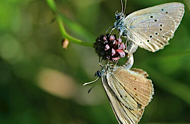 Zwei Wiesenknopf-Ameisenbläulinge auf der Blüte eines Großen Wiesenknopfs